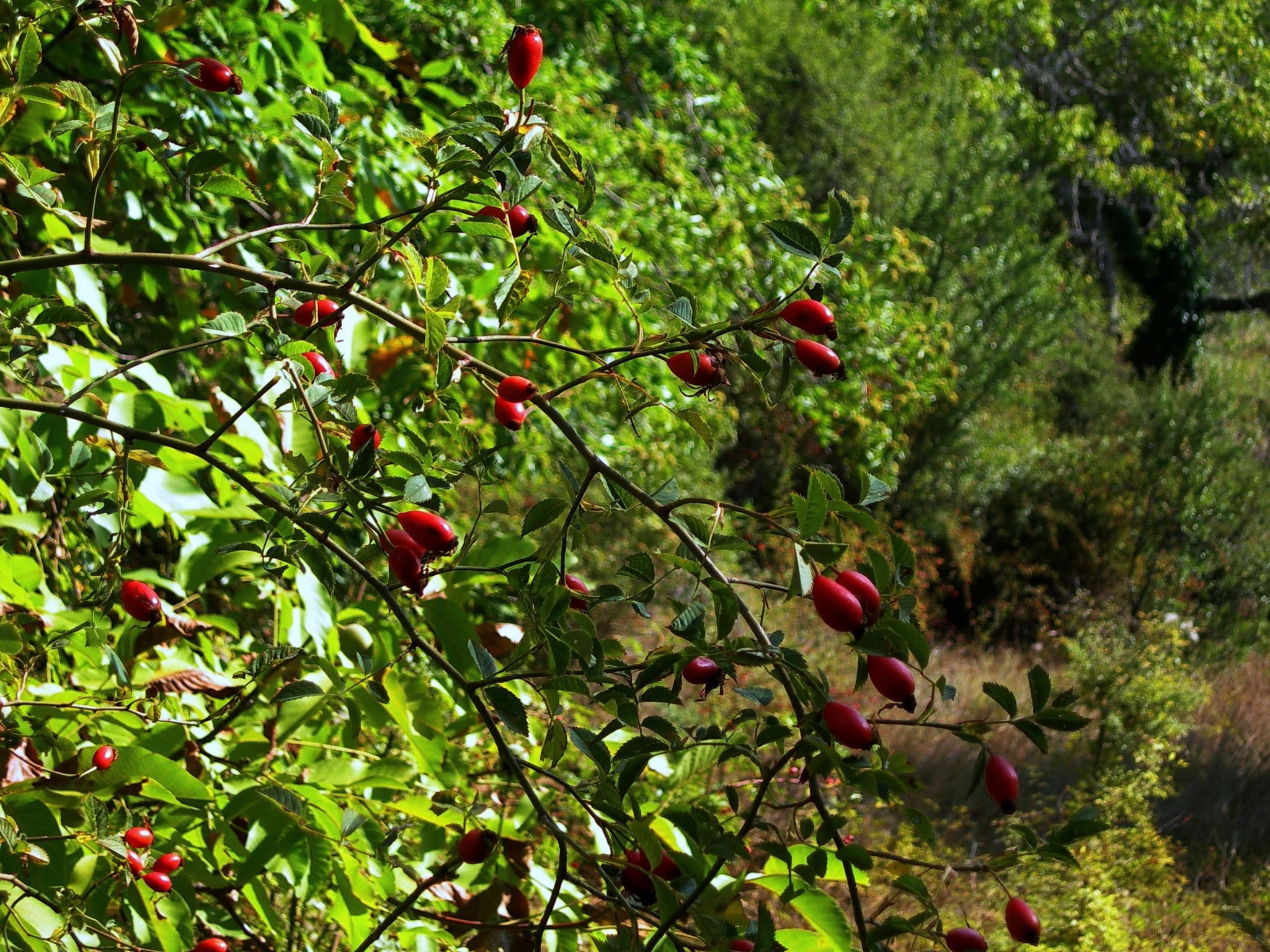 Ξενώνας Αλθαία - Ορεινή Ναυπακτία - Άνω Χώρα Ναυπακτίας